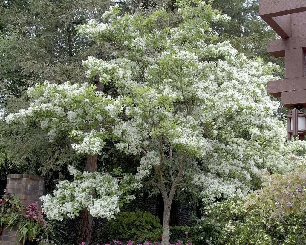 Fringe Tree Cuttings (5+) - Chionanthus virginicus | Unrooted Cuttings, Native