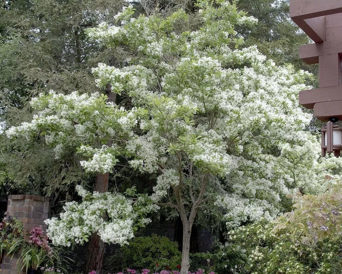 Fringe Tree Cuttings (5+) - Chionanthus virginicus | Unrooted Cuttings, Native