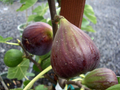Olympian Fig Trees (Ficus carica) - 3 Live Starter Plants, Cold-Hardy Edible Fruit