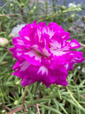 Portulaca Grandiflora Irin 5 Unrooted Cuttings Moss Rose Purslane - Rare Color