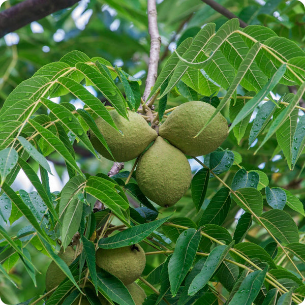 Black Walnut Seeds Juglans nigra – 20 Fresh Seeds for Nut Tree, Shade Tree, Full Sun