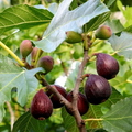 Violette de Bordeaux Fig Cuttings (Negronne) – Propagation Ready, 2 Crops, Zones 7-10