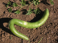 Cucuzzi Italian Edible Gourd Seeds – 10 Seeds, Non-GMO, Open-Pollinated (Cucurbita pepo)