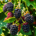 Triple Crown Blackberry Cuttings (5 unrooted) 8-10" for Grafting or Rooting