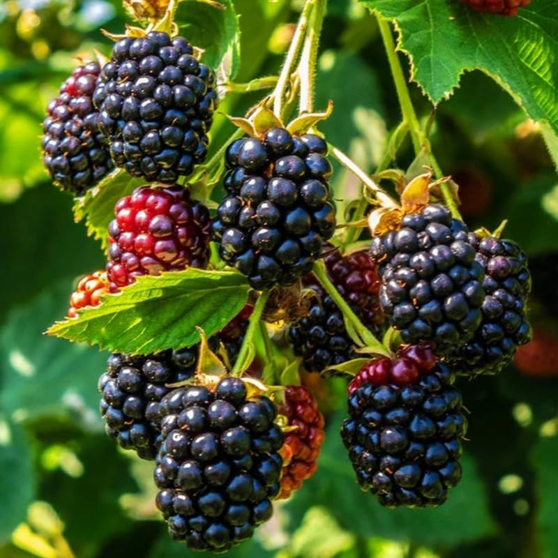 Triple Crown Blackberry Cuttings (5 unrooted) 8-10" for Grafting or Rooting