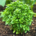 Spicy Globe Basil Seeds (Ocimum basilicum) - Heirloom, Compact, Aromatic