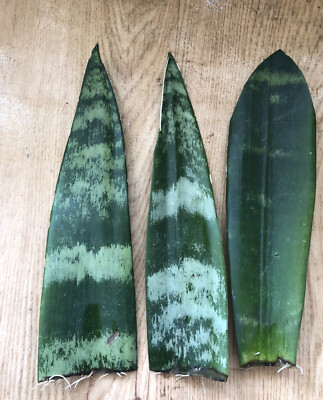 Snake Plant Cuttings with Roots - 3 Sansevieria trifasciata Mother-In-Law's Tongue Bare Root