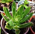 Aeonium simsii ‘Green’ - 2 Bare Root 2" Live Succulent Plants