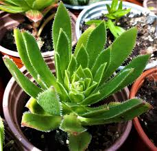 Aeonium simsii ‘Green’ - 2 Bare Root 2" Live Succulent Plants