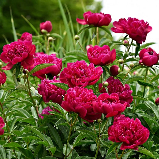 Peony Kansas Bare Roots (2-3 Eyes) - Bright Red Double Blooms, APS Gold Medal, Easy to Grow
