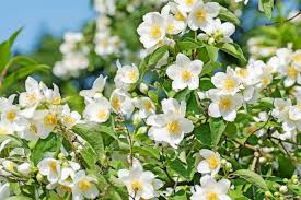 Philadelphus Sweet Mock-orange Bare-Root 18-24" Tall | Fragrant White Flowers
