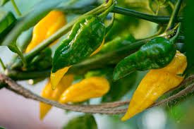 Fatalii Pepper Seeds (Capsicum chinense) – Rare Fiery Yellow Chili for Hot Sauces
