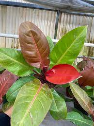 Philodendron Sun Red Starter Plant | Tropical Indoor Houseplant Plug