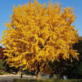 Ginkgo Tree (Ginkgo biloba) Bare Root Plant 1-2 ft – Live Plant