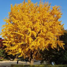 Ginkgo Tree (Ginkgo biloba) Bare Root Plant 1-2 ft – Live Plant