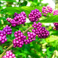 Purple American Beautyberry (Callicarpa) Starter Plant – 1-2 ft Bare-Root Bush, Edible Berries