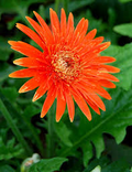 Orange Gerbera Spider Daisy Seeds (Gerbera jamesonii) – 50+ seeds for Beds, Borders, and Containers