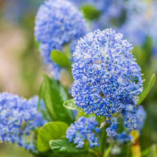 Ceanothus California Lilac Cuttings - 3 Unrooted 6" Plants, Fragrant Blue Flowers, Drought-Tolerant