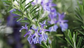 Rosemary Seeds (Salvia rosmarinus) - Aromatic Herb, 100 Seeds