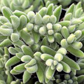 Crassula Mesembryanthemoides ‘Moonglow’ | 1 Bare Root Live Succulent 2-4"