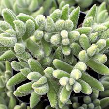 Crassula Mesembryanthemoides ‘Moonglow’ | 1 Bare Root Live Succulent 2-4"
