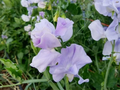 Royal Lavender Sweet Pea Seeds (Lathyrus odoratus) - Fragrant Lavender Purple Blooms, 50 Seeds