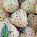 Bare Root Pineapple Strawberry Plants (Fragaria × ananassa) - 8 White Strawberry Pineapple Flavor