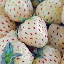 Bare Root Pineapple Strawberry Plants (Fragaria × ananassa) - 8 White Strawberry Pineapple Flavor
