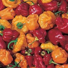 Red Scotch Bonnet Pepper Seeds - Capsicum chinense, 20 Seeds