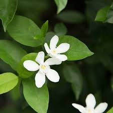 Wrightia antidysenterica (Asian Snow Jasmine) Bare Root Starter Live Plant 2-5" Tall