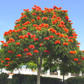 African Tulip Tree Seeds (Spathodea campanulata) – 10 Seeds, Zones 10-12