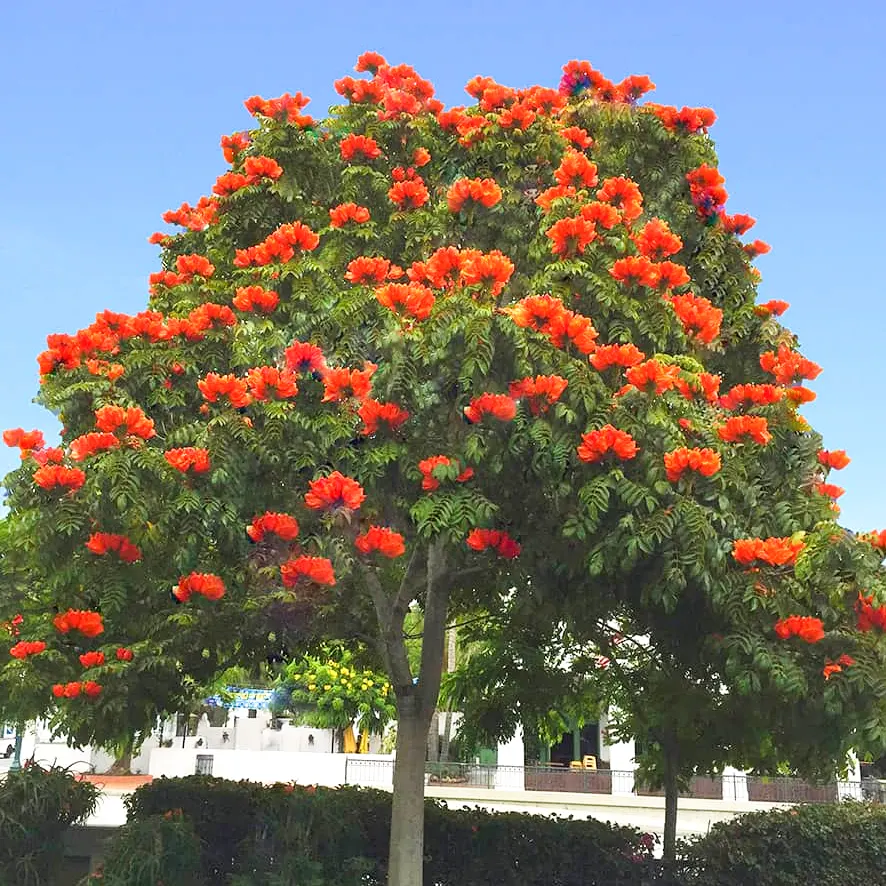 African Tulip Tree Seeds (Spathodea campanulata) – 10 Seeds, Zones 10-12