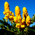 Cassia Alata (Candle Bush) Seeds - 20 Pack