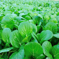Canton Pak Choi Cabbage Seeds - Brassica rapa, Non-GMO, Fast-Growing, Mild Flavor
