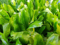 Culantro Ngo Gai (Eryngium foetidum) Seeds - 100 Seeds Vietnamese Recao for Planting