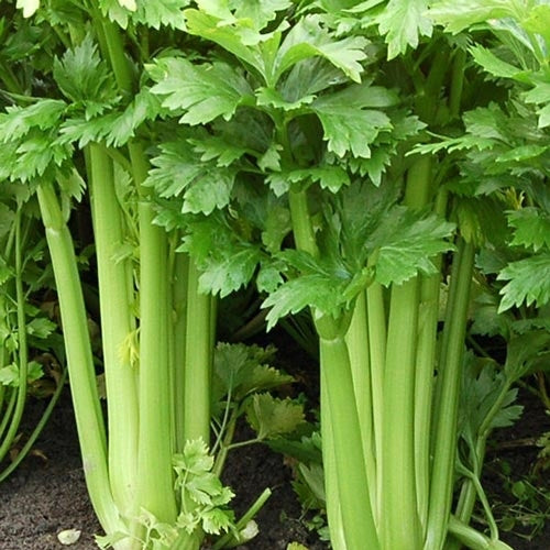 Celery Tall Utah 52/70 Seeds | Apium graveolens - Heirloom, High-Yield, Sweet Crisp