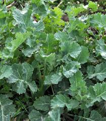 Dwarf Siberian Kale Seeds - Brassica napus | Cold-Hardy Heirloom Kale (500 Seeds)