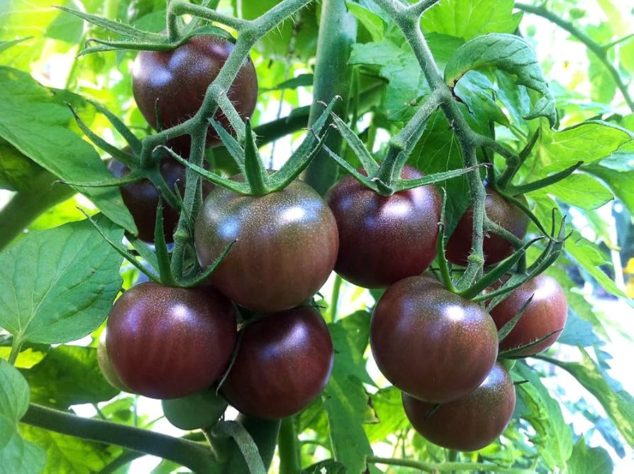 Black Cherry Tomato Seeds - Heirloom, Non-GMO, 1" Fruit, 65 Days