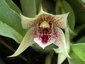 Promenaea riograndensis Miniature Orchid Seedling in 2" Pot - Live Blooming Starter Plant