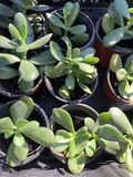 2 Rooted Jade Plants (Crassula Argentea) - Money Plant, Live Succulent - Bare Root