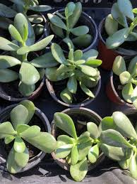 2 Rooted Jade Plants (Crassula Argentea) - Money Plant, Live Succulent - Bare Root