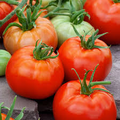 Tomato Ace 55 Seeds – Heirloom, Low-Acid, High-Yield Tomato Seeds (100mg)