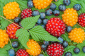 Salmonberry Rubus spectabilis Rooted Cuttings - 5 Pack, 4-5" — Edible Berry Native Shrub
