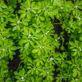 Fenugreek Herb Seeds - Trigonella foenum-graecum | Aromatic, Fast-Growing, Non-GMO