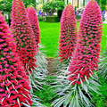 Tower of Jewels Echium wildpretii Seeds – 20 Seeds, Hummingbird Flower, Pink-Red Blooms
