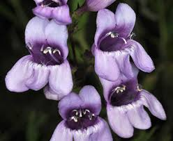 Penstemon venustus Seeds (Venus Penstemon) - Lavender Wildflower, Pollinator-Friendly, 100mg
