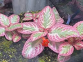 Pink Brocade Episcia Starter Plant | Rare Variegated Flame Violet, 2" Pot