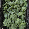 Broccoli Di Cicco Seeds - 1g Heirloom Non-GMO, Tender, High-Yield