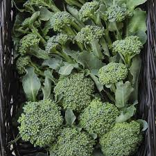 Broccoli Di Cicco Seeds - 1g Heirloom Non-GMO, Tender, High-Yield