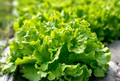 Black Seeded Simpson Leaf Lettuce Seeds – 1g, Lactuca sativa, Heirloom, Non-GMO